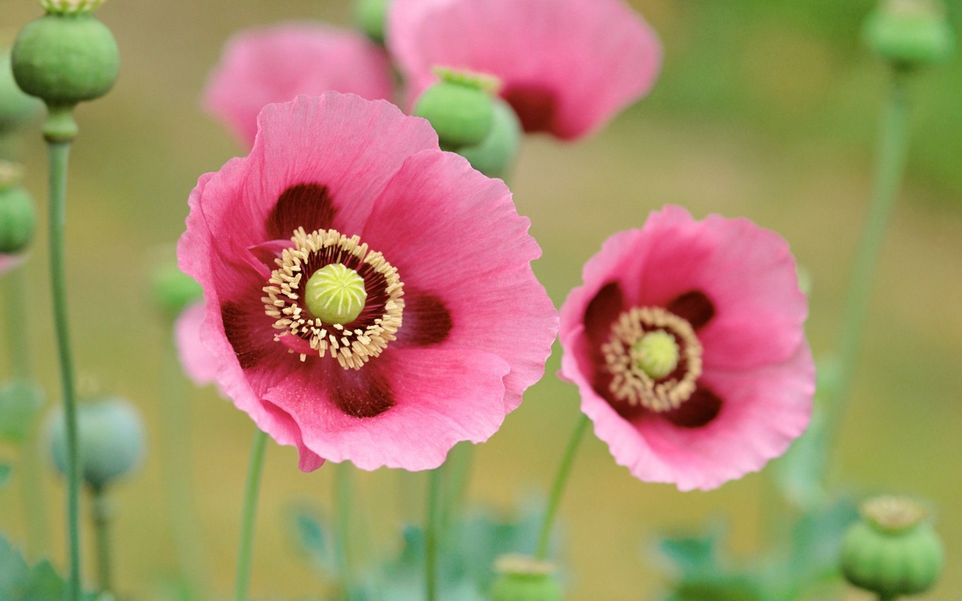 çiçekler çiçek doğa flora yaz çiçek parlak yaprak çiçeklenme bahçe yakın çekim petal renk büyüme açık havada kabuk polen vahşi güzel haşhaş