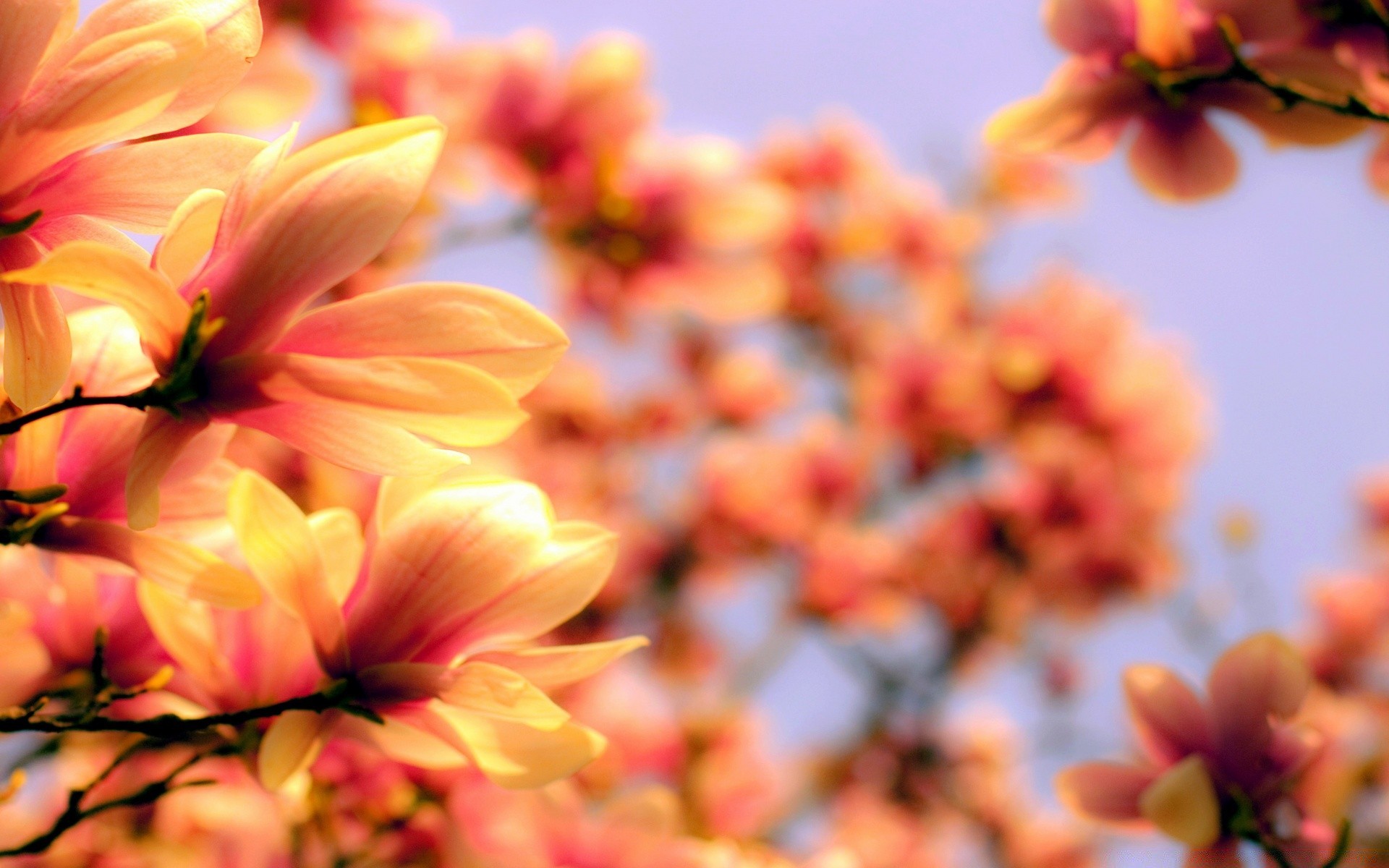 çiçekler doğa çiçek yaprak flora bahçe yaz renk parlak sezon güzel yakın çekim çiçek açan petal çiçek güzel hava güneş büyüme