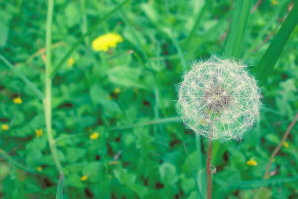 Tarladaki karahindiba çiçeğinin makro çekimi