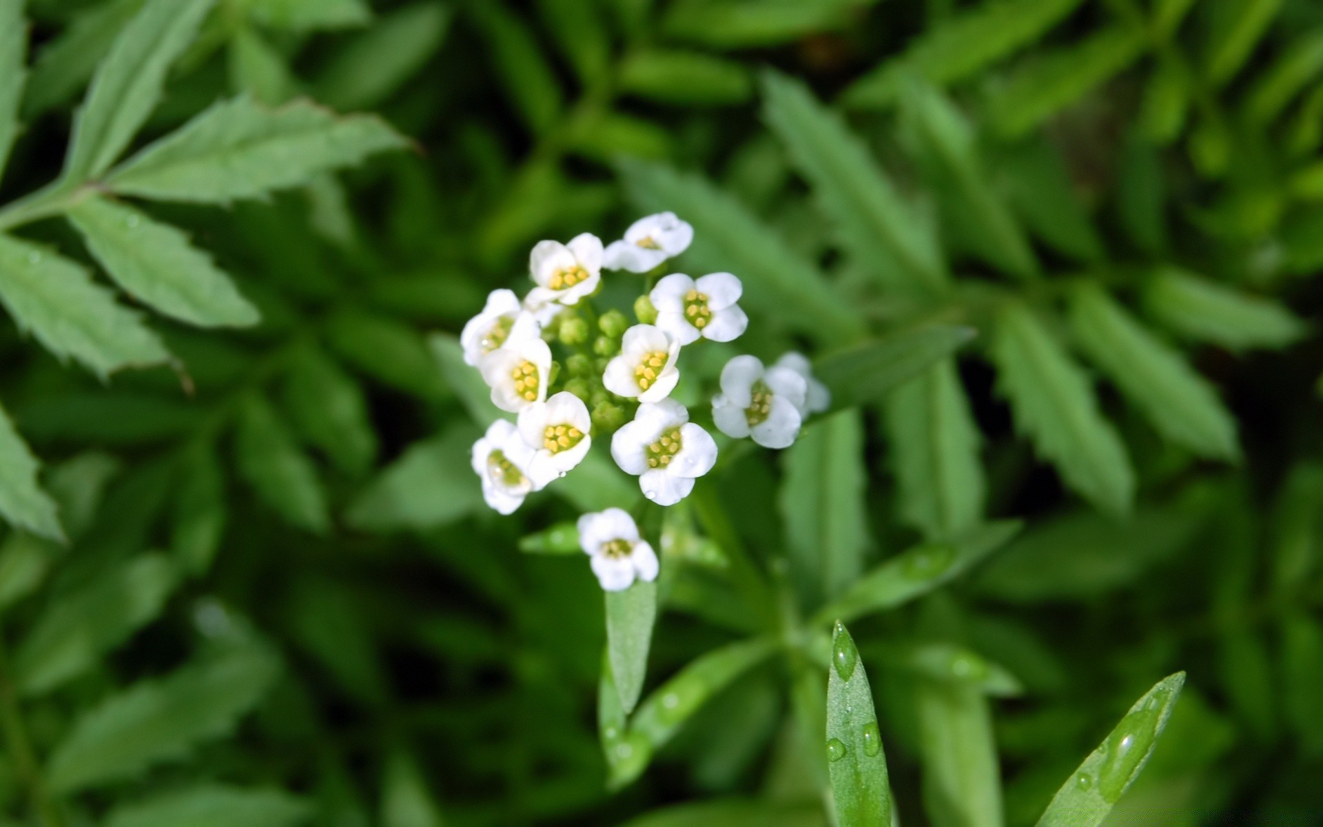 çiçekler yaprak flora doğa yakın çekim bahçe büyüme yaz ortamlar çiçek