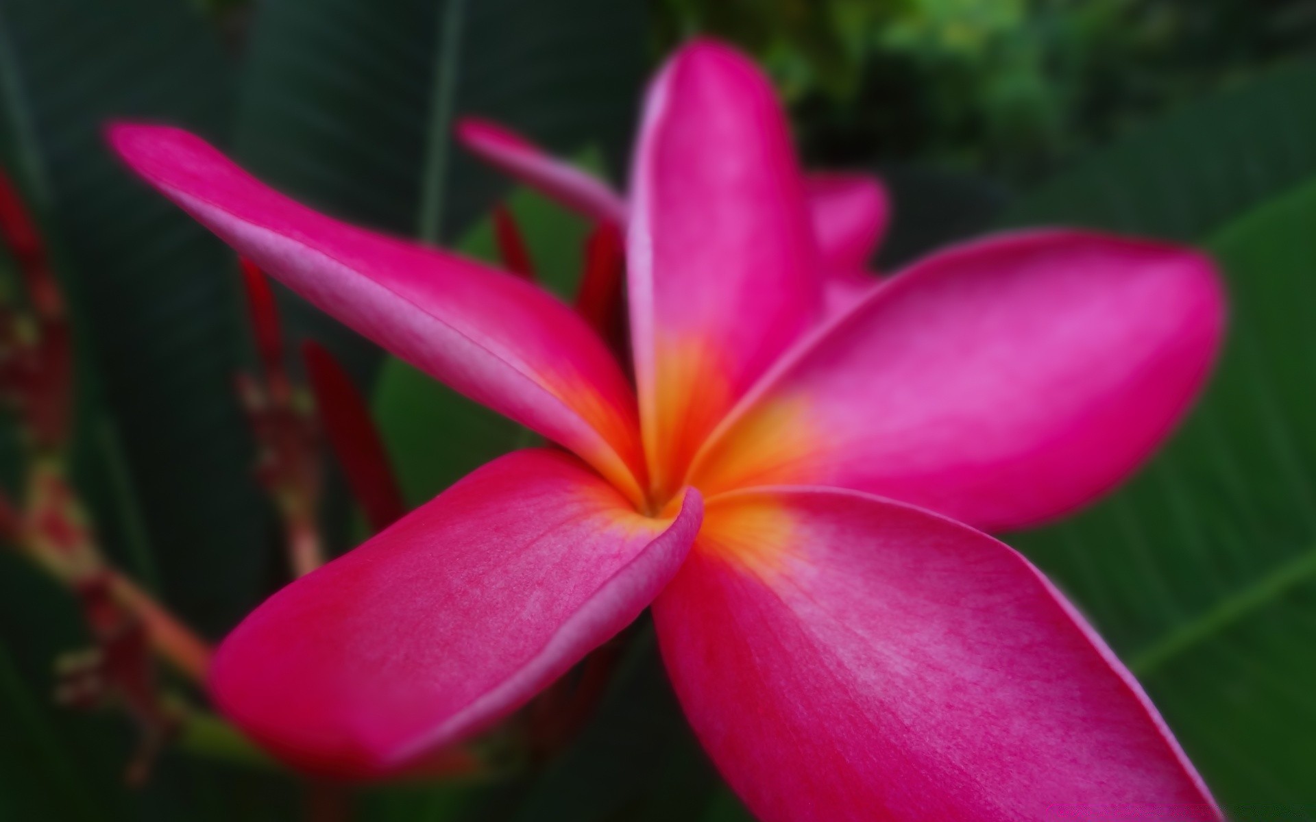 çiçekler tropikal çiçek doğa egzotik flora frangipani yaz bahçe plumeria yaprak güzel aloha renk parlak petal çiçek açan çiçek
