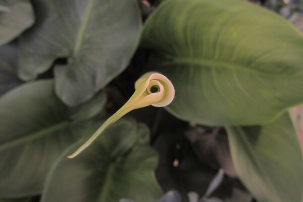 Beyaz çiçek ve yeşil yapraklar