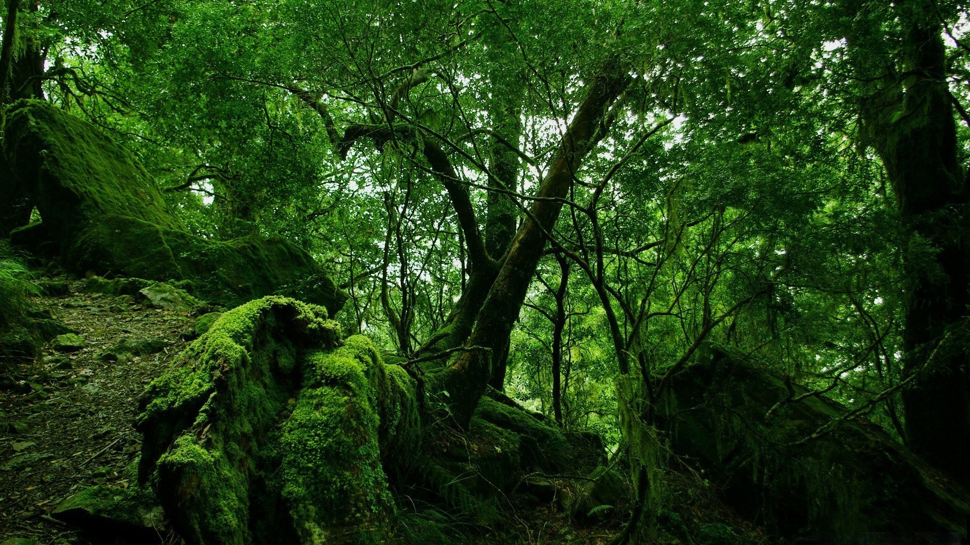 orman ahşap ağaç manzara yaprak doğa çevre park yemyeşil yosun gövde gün ışığı şube doğal büyüme güzel hava flora şafak açık havada sis