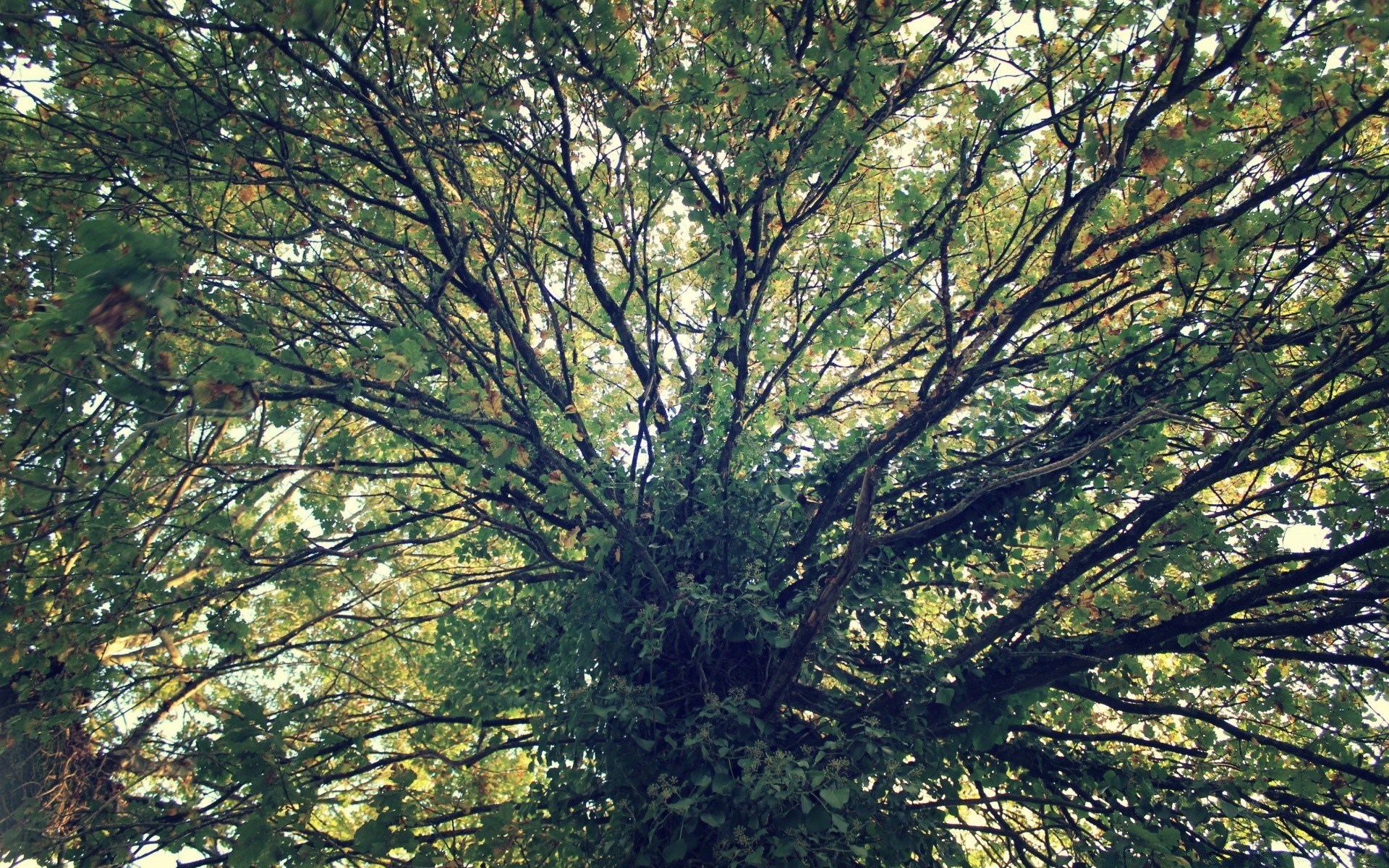 orman ağaç ahşap manzara doğa yaprak şube gövde açık havada çevre güzel hava büyüme park güneş sezon ağaç kabuğu flora sonbahar yapraklı