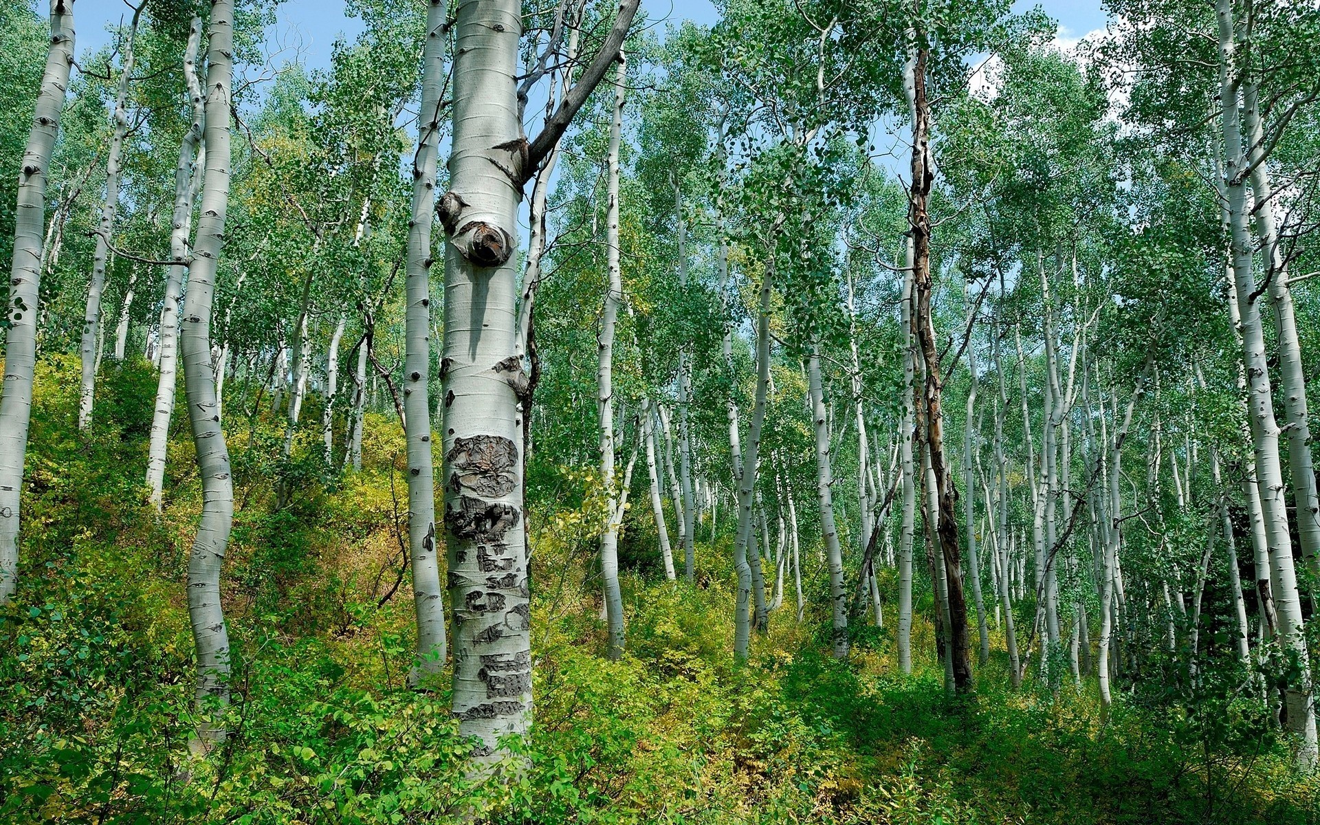 orman ahşap ağaç doğa huş ağacı manzara çevre yaprak flora gövde şube ağaç kabuğu kırsal yaz açık havada park güzel hava sezon ülke yemyeşil
