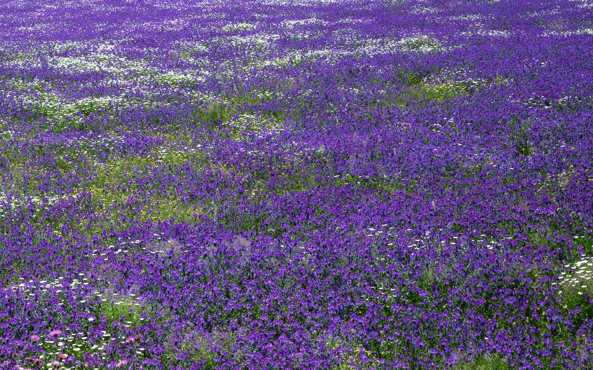 manzara çiçek flora doğa alan saman biçme makinesi çiçek kırsal yaz açık havada bahçe yaprak büyüme çiçeklenme manzara violet renk tarım kırsal çimen