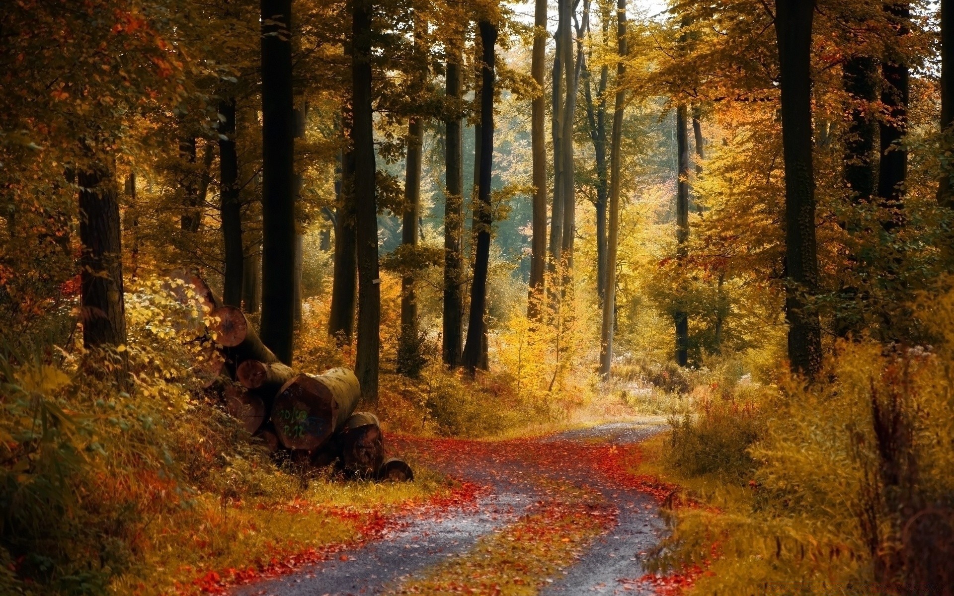 sonbahar sonbahar ahşap ağaç yaprak manzara park doğal gün ışığı yol ortamlar açık havada doğa rehberlik ışık