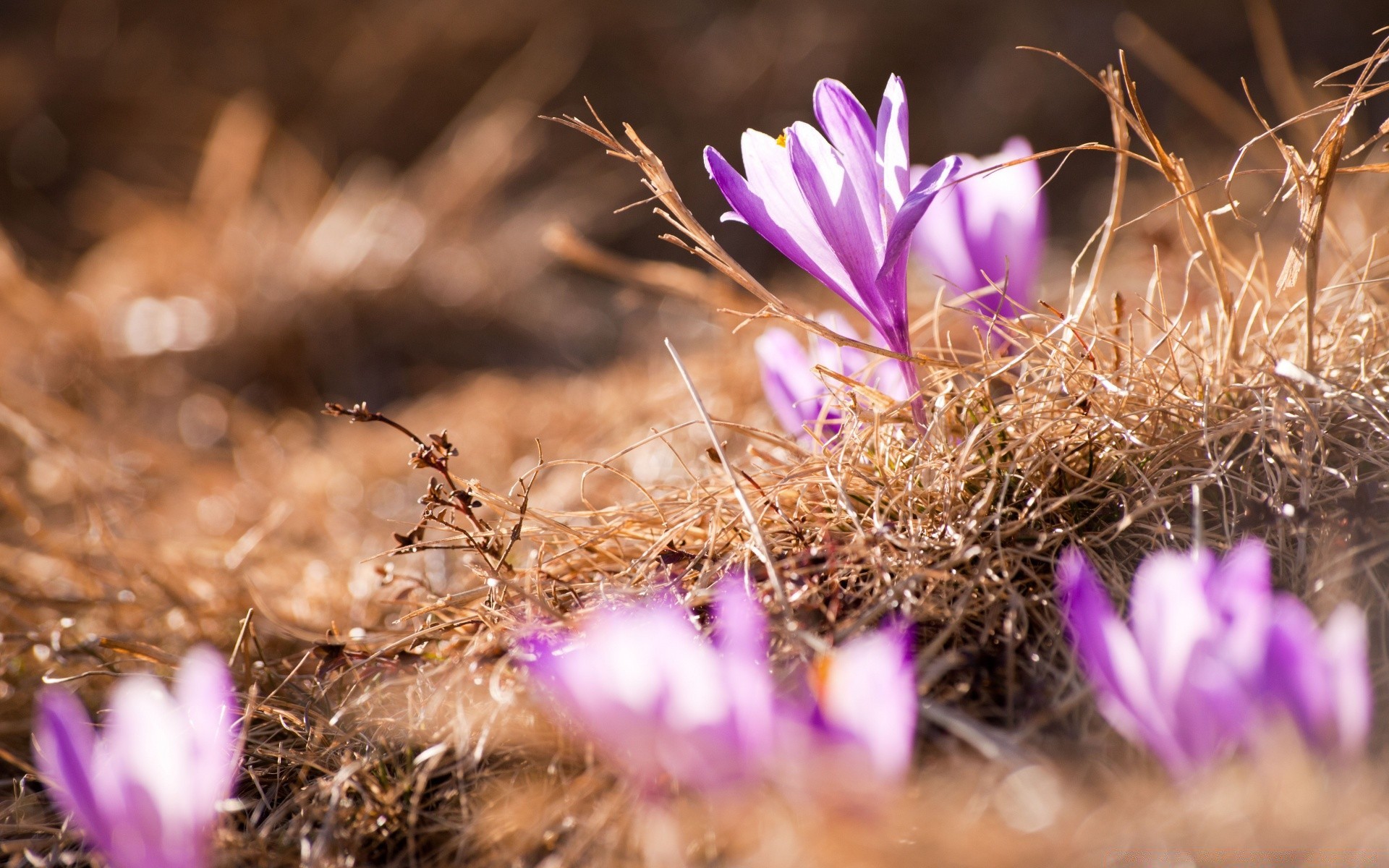 bahar çiçek doğa flora kaktüs bahçe çimen çiçek açan yaz yaprak yakın çekim açık havada güneş çiçek renk güzel hava alan ışık güzel petal