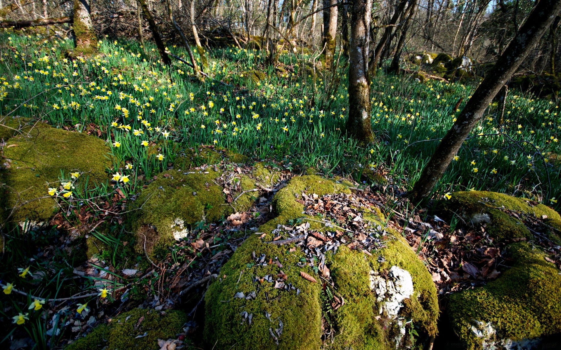 bahar ahşap doğa yosun ağaç yaprak manzara flora açık havada park çimen su bahçe çevre doğal çiçek sezon sonbahar taş seyahat