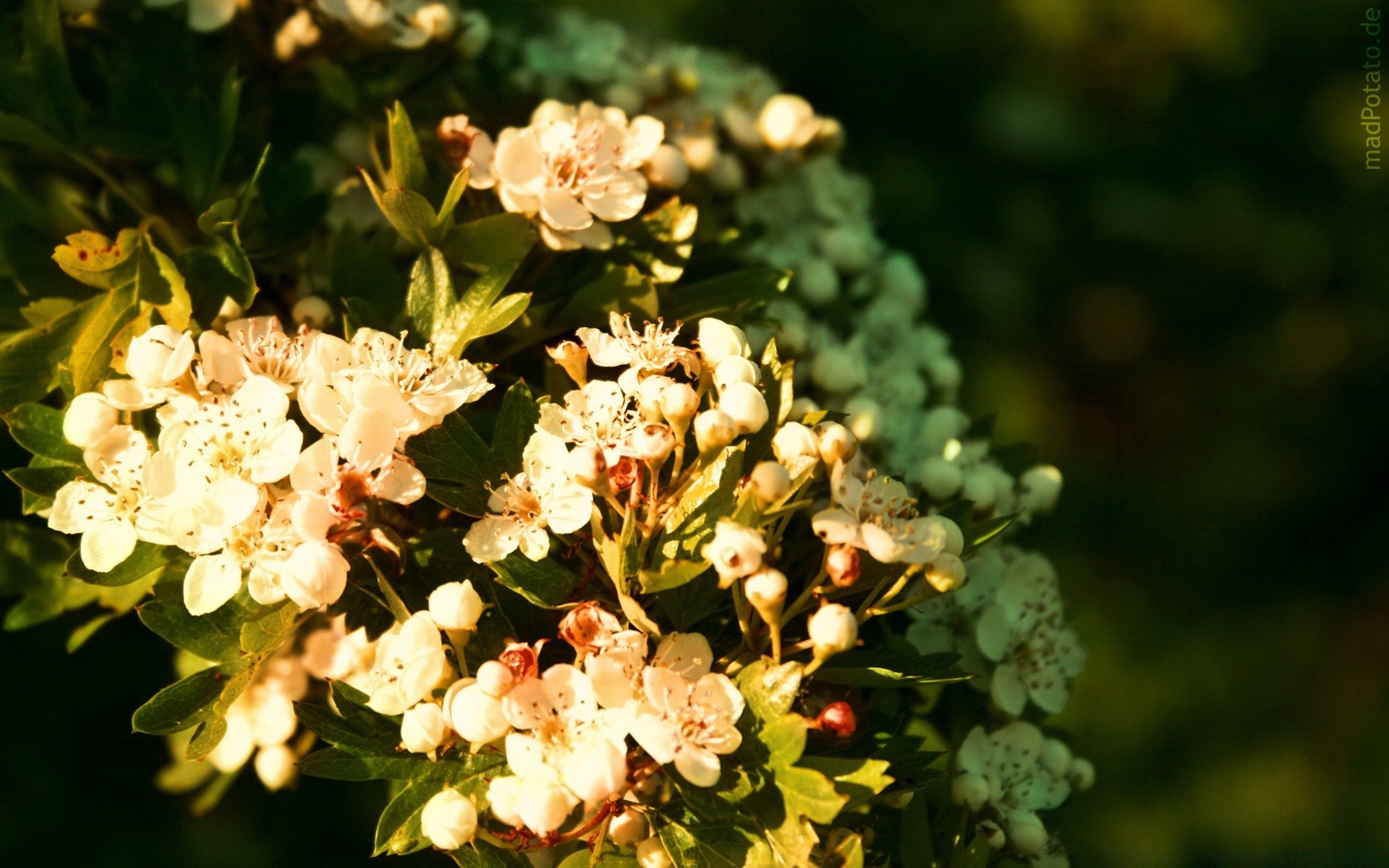 bahar çiçek doğa flora bahçe yaprak çiçek açan çiçek yaz petal sezon açık havada yakın çekim ağaç şube renk çalı büyüme