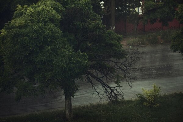 Nehir kıyısında sıradışı bir ağaç