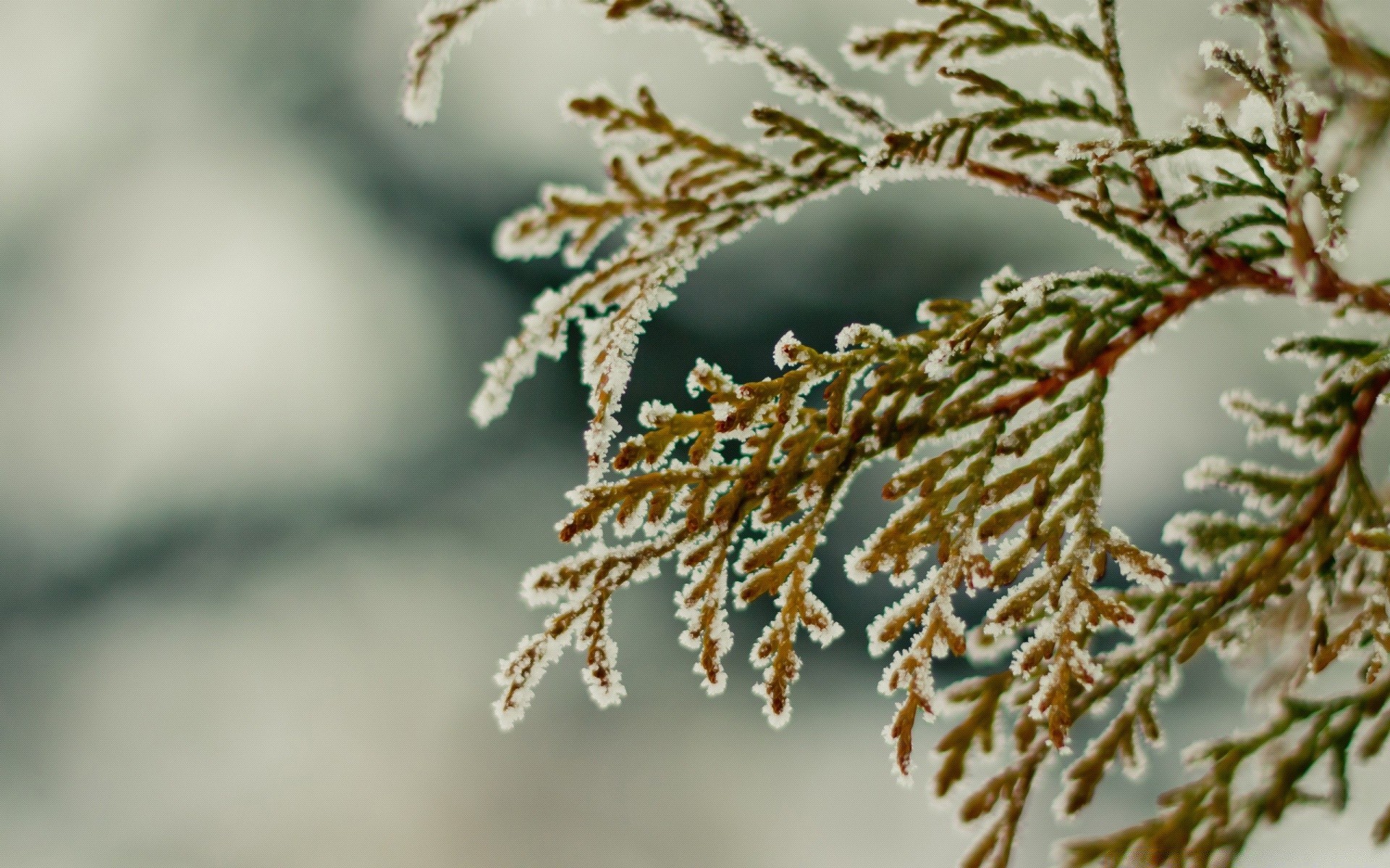 kış ağaç doğa şube frost açık havada noel bulanıklık flora yaprak sezon kar yakın çekim dekorasyon masaüstü parlak gün ışığı ahşap renk